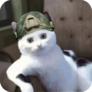 кошки малого и среднего размера кошка комнатный