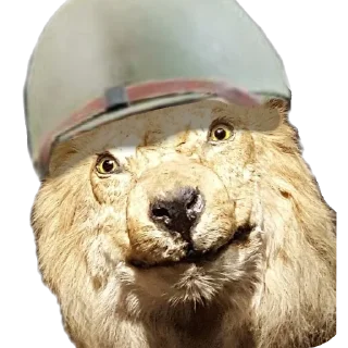 мех животное млекопитающее