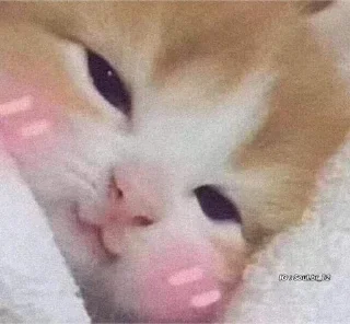 Стикер Kitties - @aris_stickers - 6