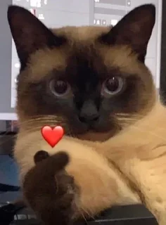 Стикер Kitties - @aris_stickers - 4