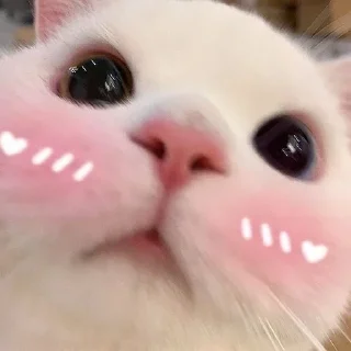 Стикер Kitties - @aris_stickers - 2