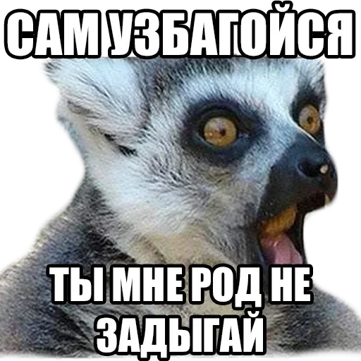 животное млекопитающее примат