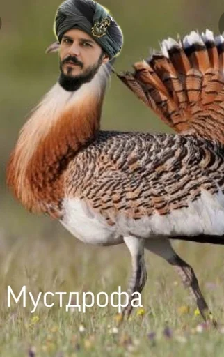 animal bird aquatic bird