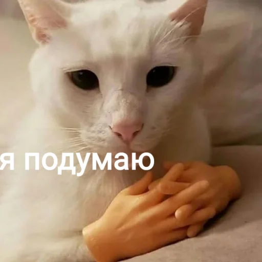 mammal animal small to medium-sized cats