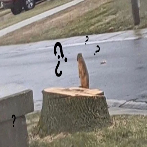 outdoor mammal animal