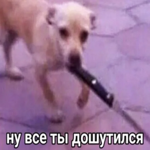 animal dog dog breed