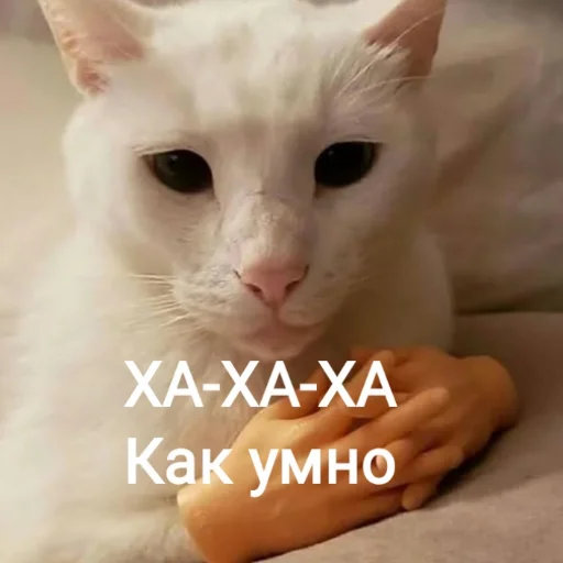 animal small to medium-sized cats mammal