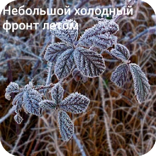 Sticker Артур Кушнарев - 1