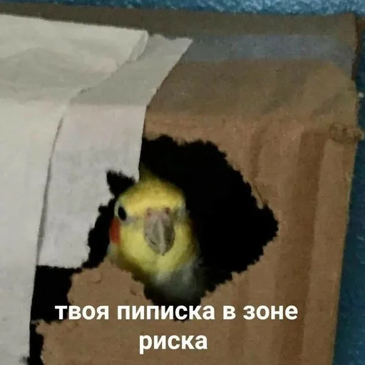 животное жёлтый птица