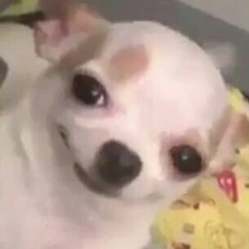 животное млекопитающее собака