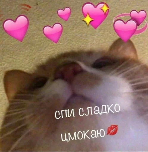 text small to medium-sized cats mammal