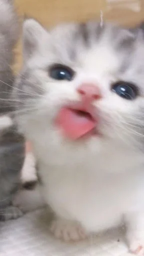 млекопитающее животное кошка