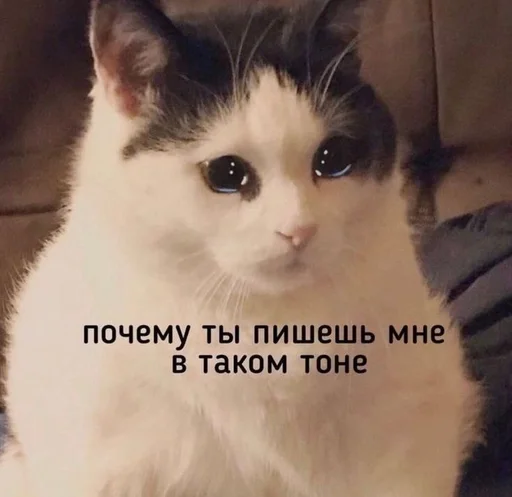 млекопитающее животное кошка