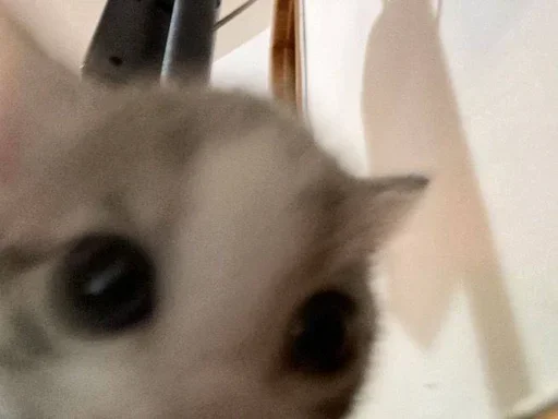 Sticker фаворит Атика - 10