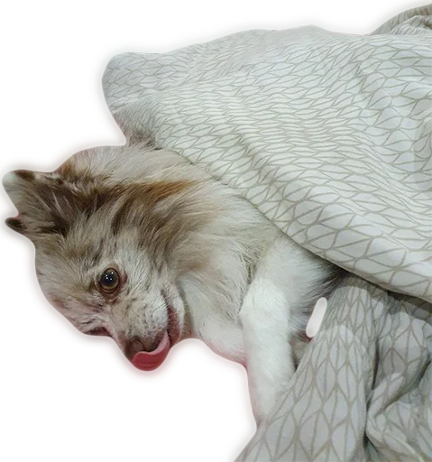 Стикер AtlasKabachok - 1