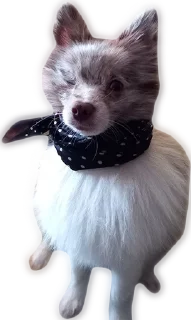 Стикер Atlas the German Spitz - 5