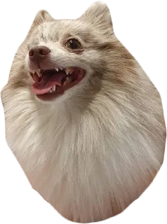 Стикер Atlas the German Spitz - 6