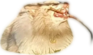 Стикер Atlas the German Spitz - 2