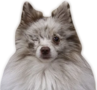 Стикер Atlas the German Spitz - 3