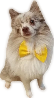 Стикер Atlas the German Spitz - 10