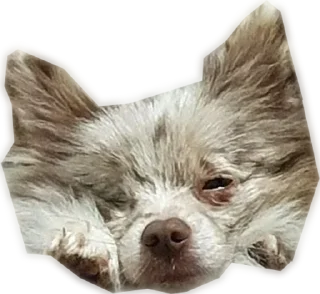 Стикер Atlas the German Spitz - 7