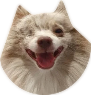 Стикер Atlas the German Spitz - 11