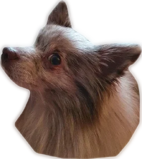 Стикер Atlas the German Spitz - 0