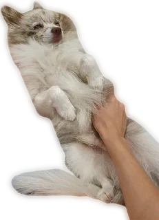 Стикер Atlas the German Spitz - 8