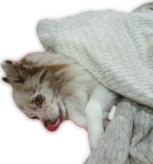 Стикер Atlas the German Spitz - 4