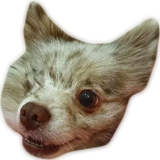 Стикер Atlas the German Spitz - 9