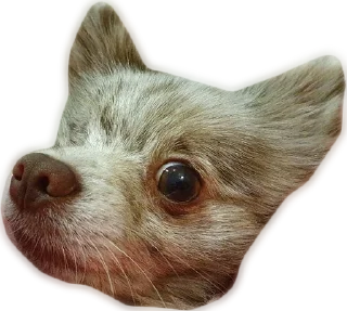 Стикер Atlas the German Spitz - 1