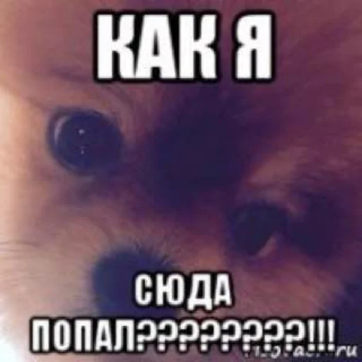 Стикер AuStickp - 1