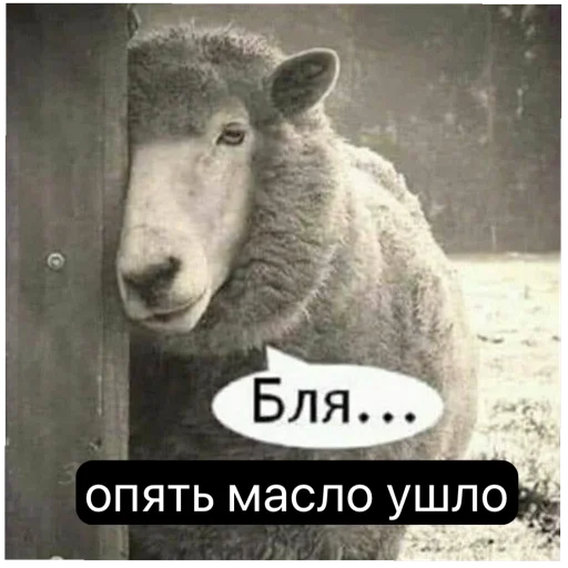 СМС животное млекопитающее