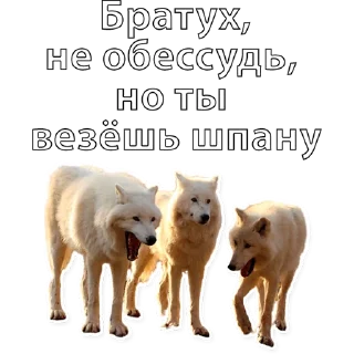 Sticker AufJoke - 11