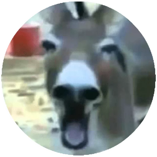 животное порода собак домашнее животное