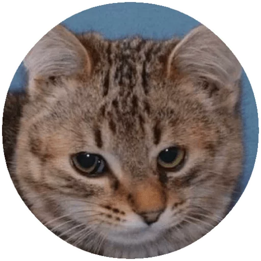 животное млекопитающее кошка