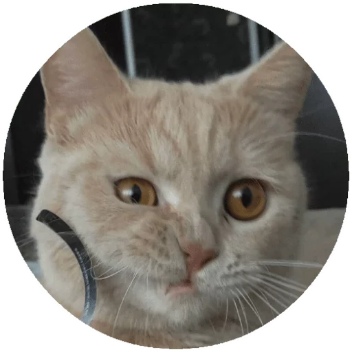 животное кошка млекопитающее