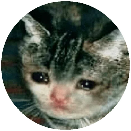 млекопитающее животное кошка