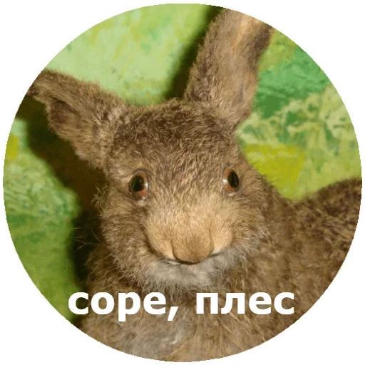 млекопитающее животное кролики и зайцы