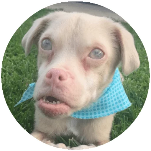 порода собак домашнее животное млекопитающее