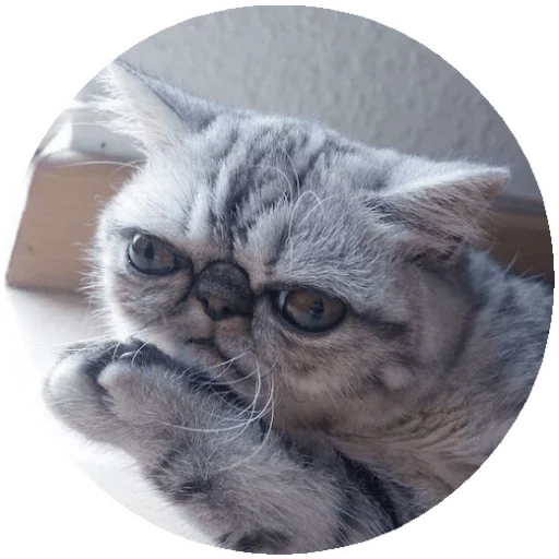 животное млекопитающее кошка