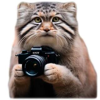 Sticker Autumn Manul @animalplantspb - 2