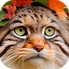 Autumn Manul @animalplantspb - 