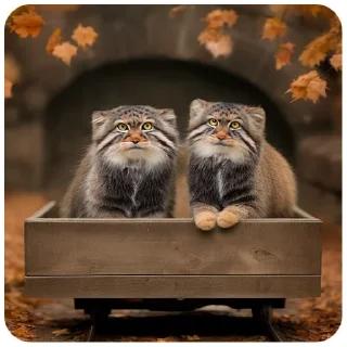 Sticker Autumn Manul @animalplantspb - 11