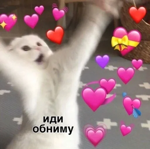 животное кошка комнатный