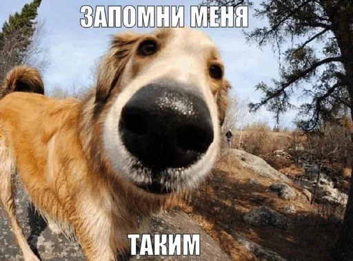 стикеры шарющих • @sticbot - 