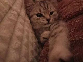 Sticker стикеры шарющих • @sticbot - 6