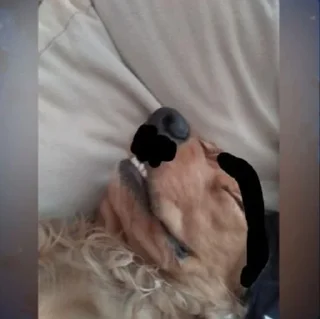 Sticker стикеры шарющих • @sticbot - 1