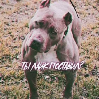 Sticker стикеры шарющих • @sticbot - 0