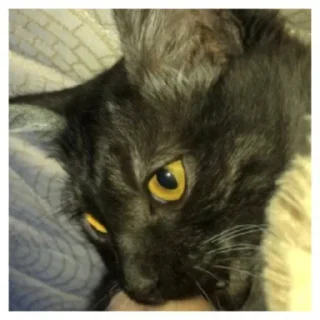 Стикер Куцик - 6